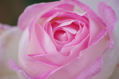 重なる花弁-3