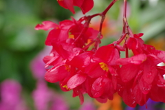 花散歩‐ベゴニア