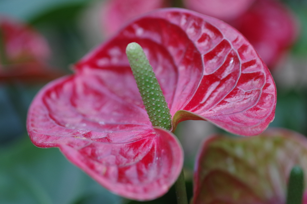 アンスリュウム-3