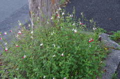 樹下の花想い12-1