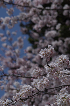 桜・さくら・サクラ-2
