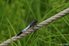 ロープの上のトンボ