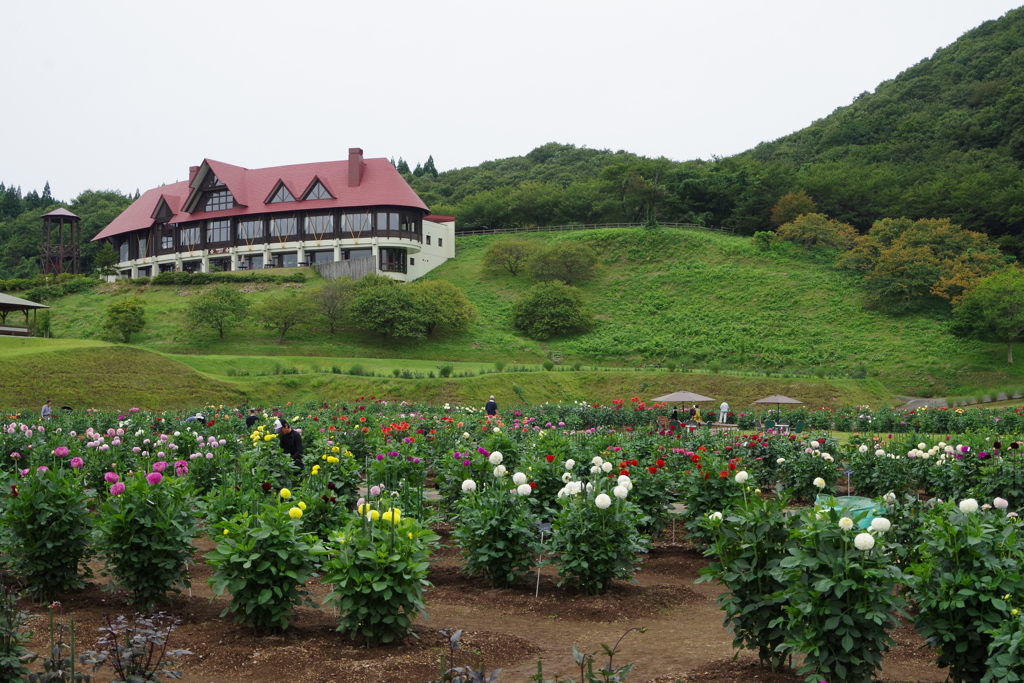 秋田国際ダリア園