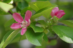 ピンクのはなびら