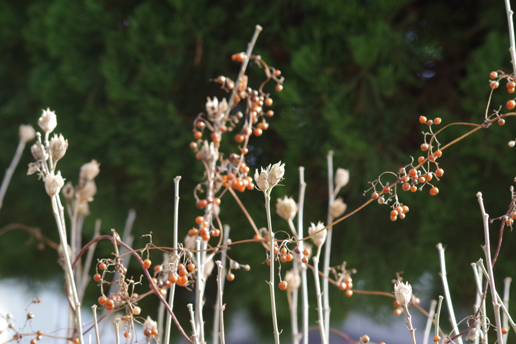 冬の散歩‐アオイとヘクソカズラ