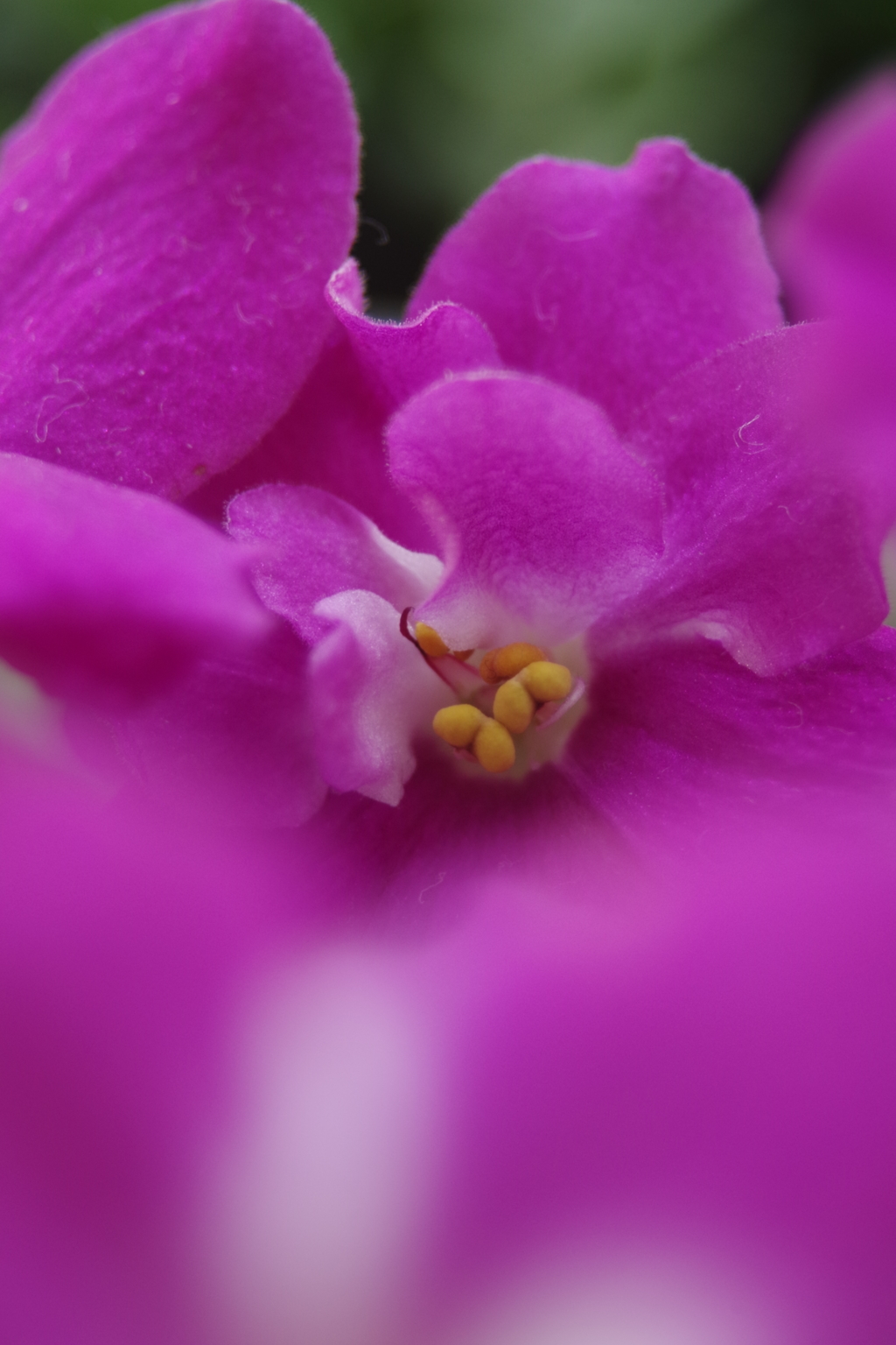 セントポーリア-3