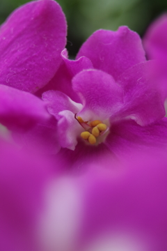 セントポーリア-3