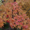 紅葉輝く晩秋2