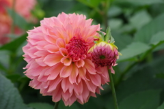 山形のダリア‐茜流し