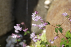 2018.6.4の花散歩‐紫唐松