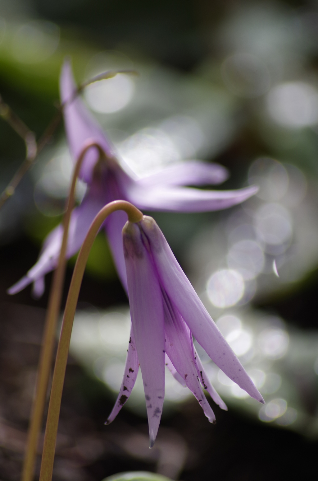 ちょっぴり汚されてしまった私^^;