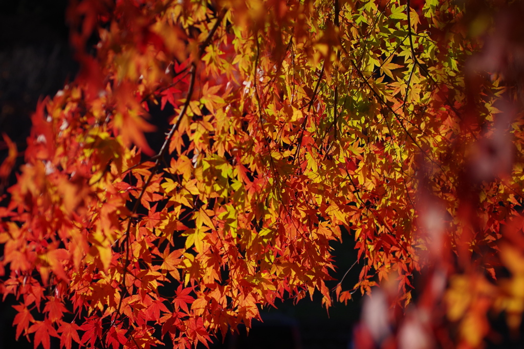 紅く燃え-いろはもみじ5