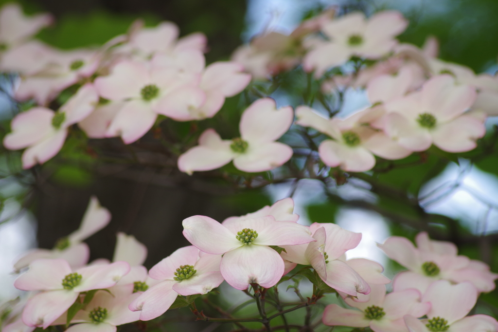 想いが届きますか-花水木5