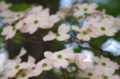 想いが届きますか-花水木5