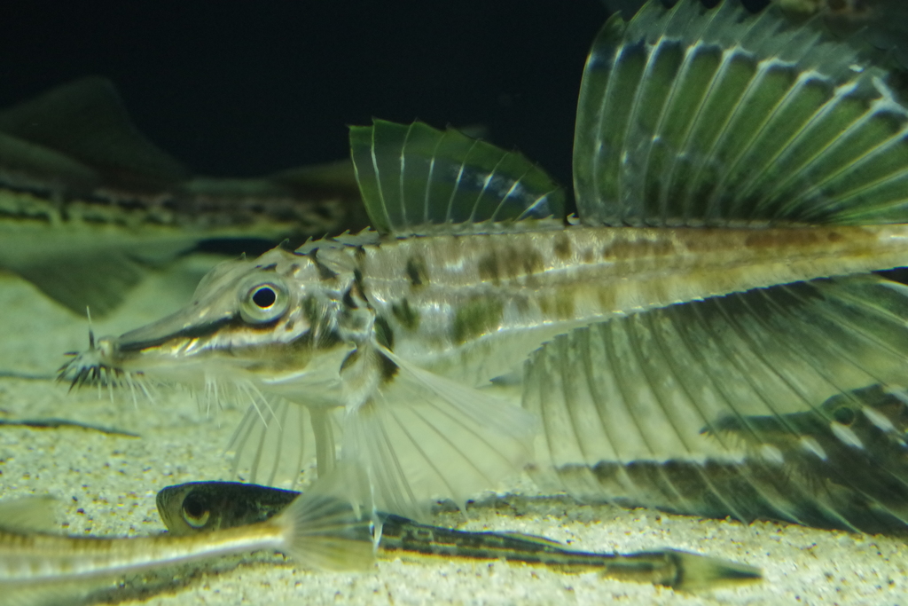 海の生き物図鑑‐トクビレ