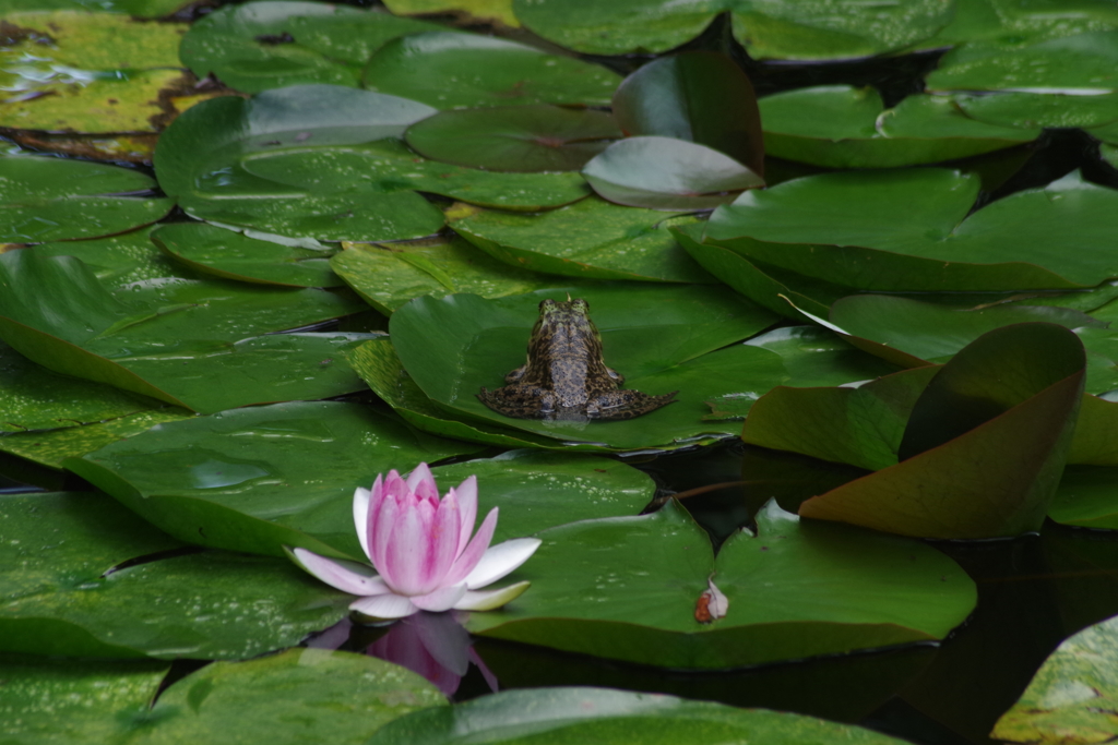 真夏の野草園‐睡蓮の葉の上で