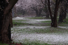 桜に雪が舞う