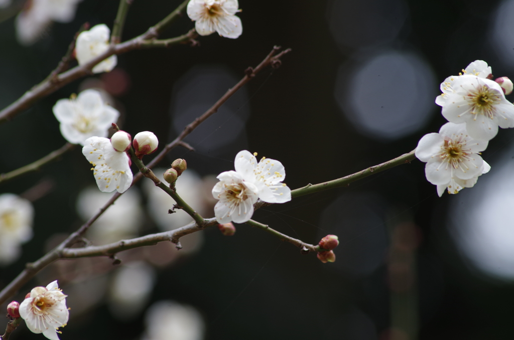 春を待つ心‐白梅