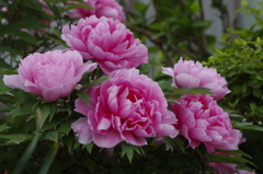 雨の日の花散歩-牡丹3