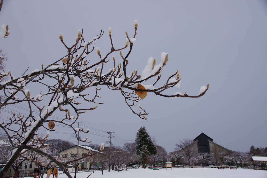 県民広場は雪の原・木蓮