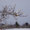 県民広場は雪の原・木蓮