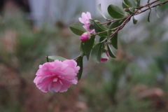 花散歩‐枝垂れ山茶花