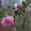 花散歩‐枝垂れ山茶花