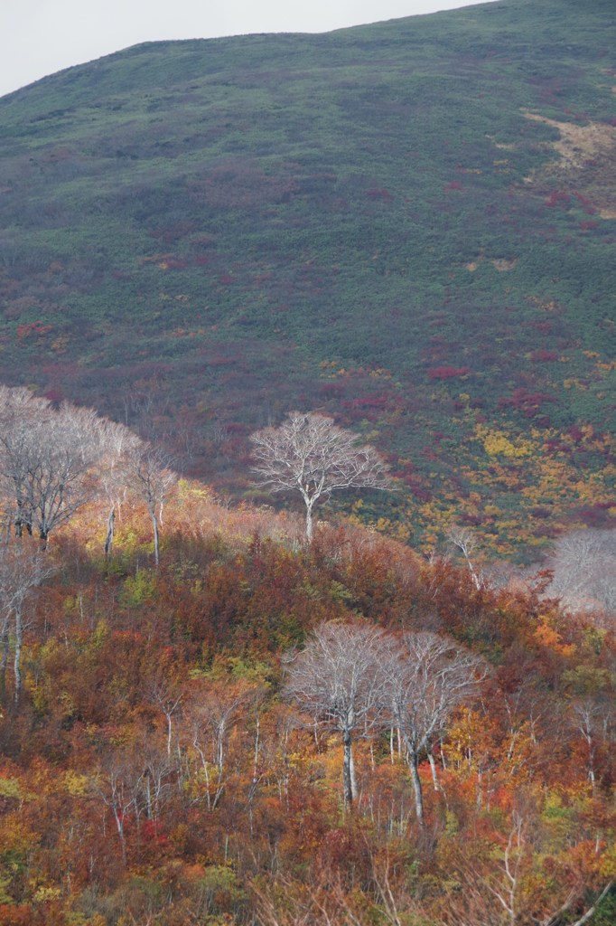 冬枯れ・紅葉2