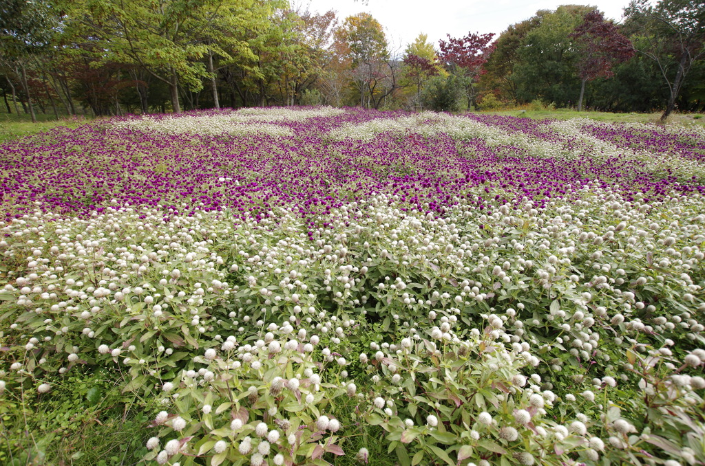 千日紅の花畑-1