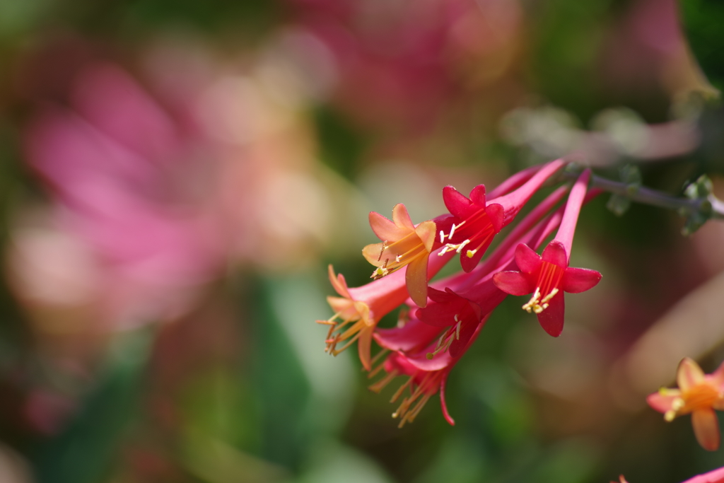 花散歩-ツキヌキニンドウ