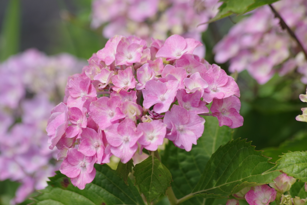 花散歩‐紫陽花