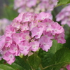 花散歩‐紫陽花