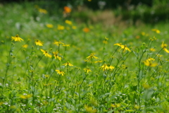 黄花の群落