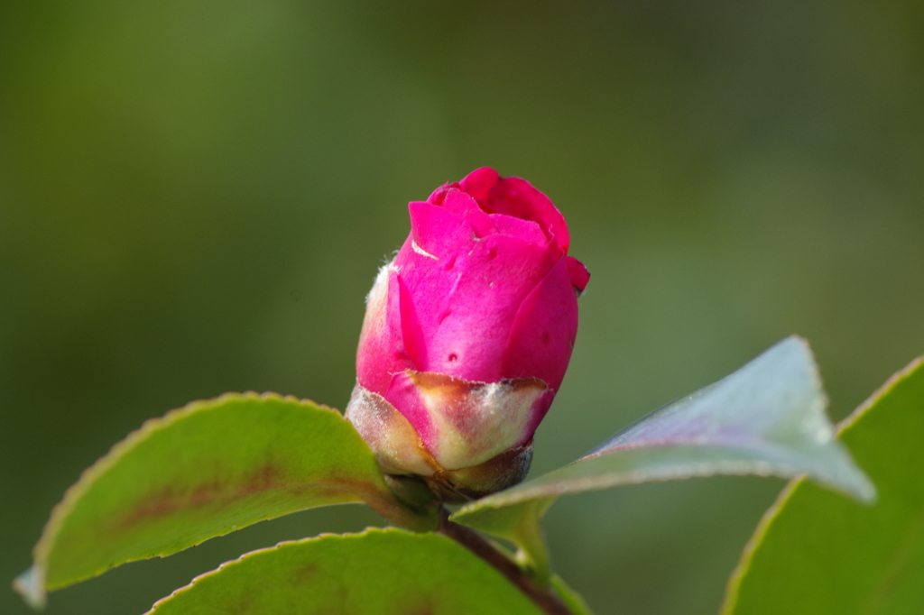 赤い山茶花-5