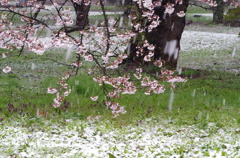 満開に雪が降る