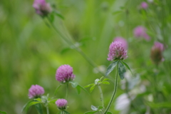 西蔵王公園の赤詰草