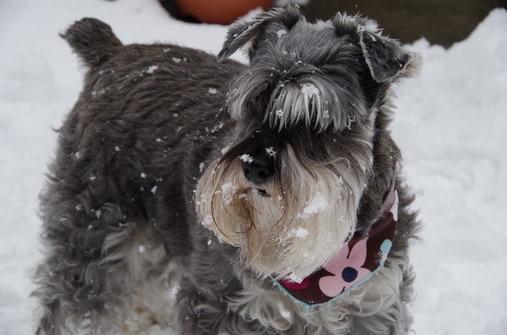 サクラは雪が好き