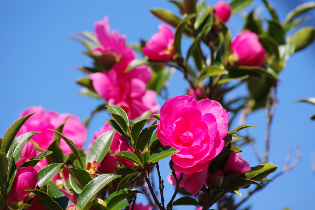 花散歩₋山茶花4