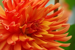 秋田のダリア‐サラマンドラ