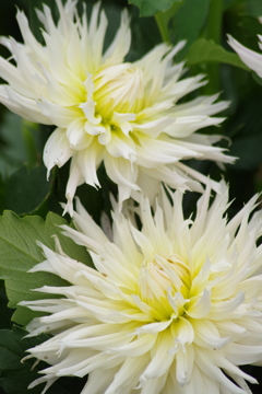 秋田のダリア-2017新作22