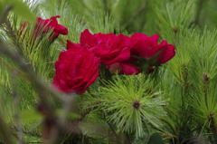 花散歩‐松の枝に赤いバラ
