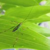 葉の上の緑の虫
