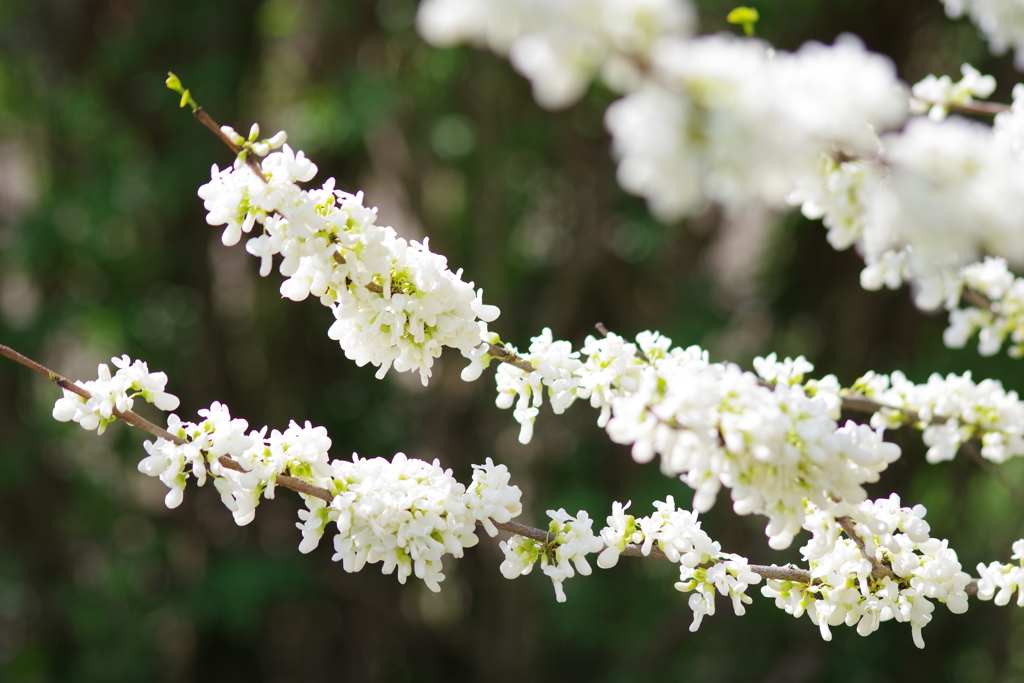 久々の花散歩‐花蘇芳・白花