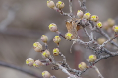 花散歩‐山茱萸