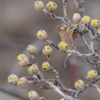 花散歩‐山茱萸