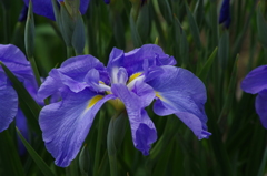 花菖蒲-5