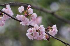 ちょっとお先に-大寒桜3