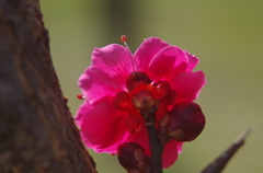 花弁を透かして