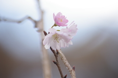 十月桜-9