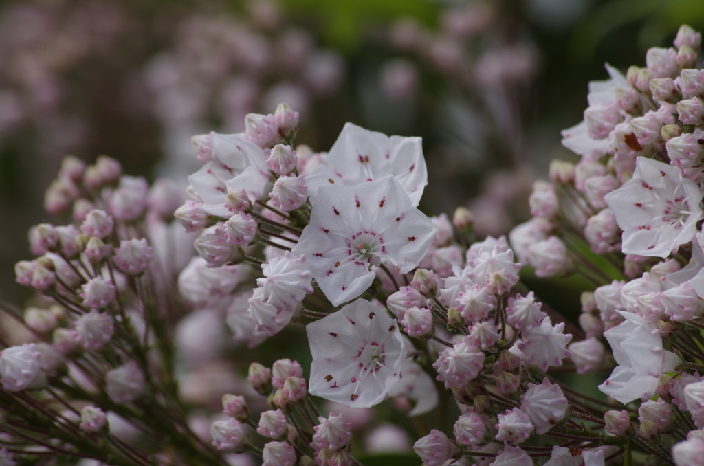 2018.5.18の忘れ物‐カルミヤ